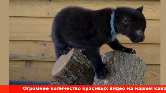 Кошка выкормила детеныша пантеры на Полтавщине смотреть онлайн