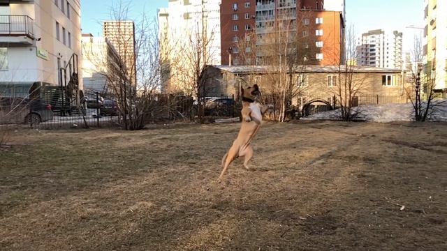 Стафф прогулка