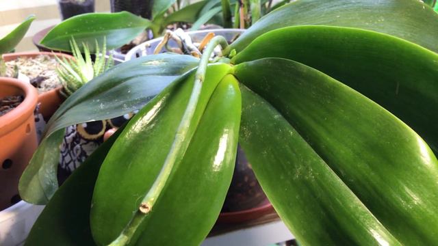 Клещ на орхидее смотреть онлайн