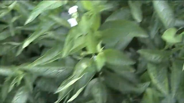 как я выращивала пепино смотреть онлайн