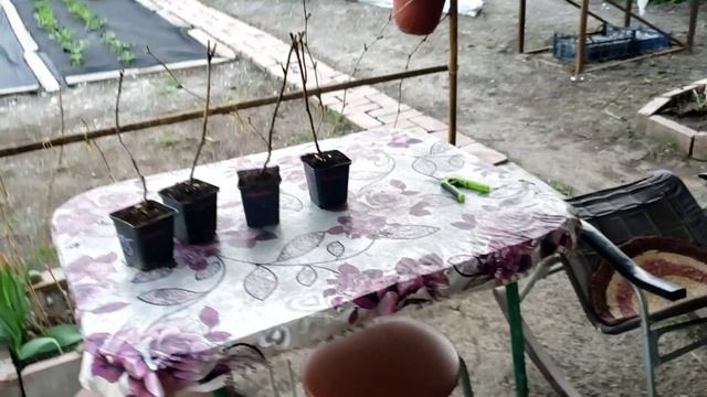 Пришли саженцы малины сорт Гусария. смотреть онлайн
