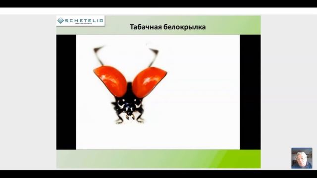 ? Вредители томата, меры борьбы с ними в тепличных комплексах. Биологическая защита урожая помидоро смотреть онлайн