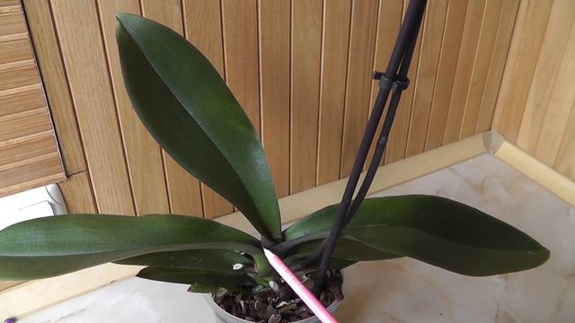 сломался верхний лист у орхидеи Повреждена точка роста. Что делать? смотреть онлайн