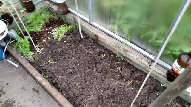 Дача. 12 сентября 2022 г. Готовлю теплицу к следующему сезону. смотреть онлайн