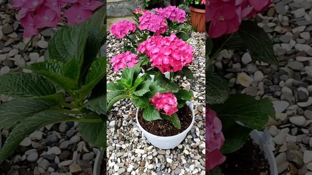 Гортензии Royal red и Royal red purple смотреть онлайн