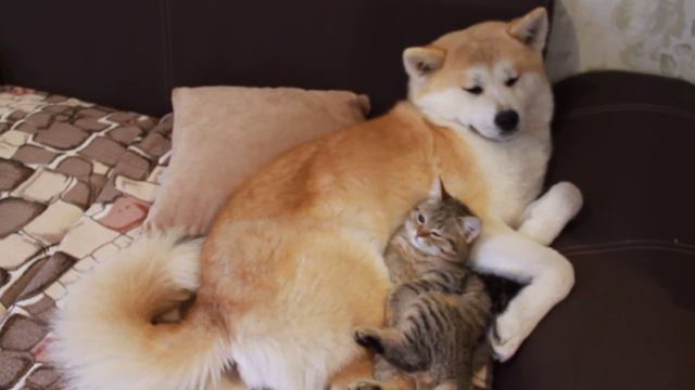 Песенка от Барсика;;)) смотреть онлайн