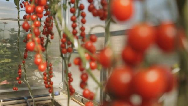 Томаты: урожайные новинки смотреть онлайн