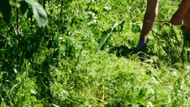 Субботник 22 мая 2021 года в СТ Строитель смотреть онлайн