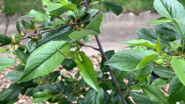 My cherry tree has assassin bugs! смотреть онлайн