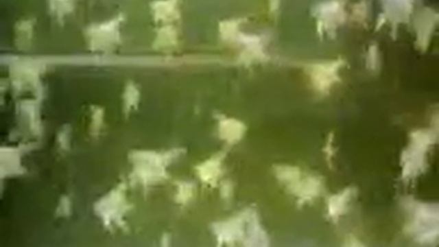 скалярия голубая дети.3gp смотреть онлайн