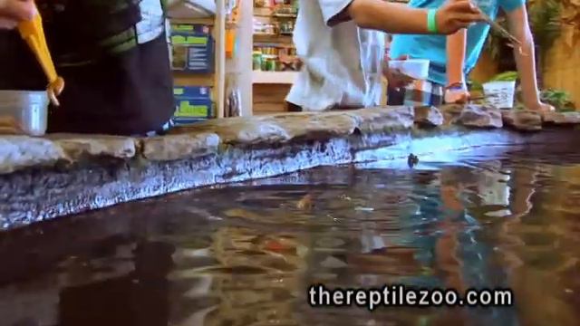 The Reptile Zoo 12 second loop teazer смотреть онлайн