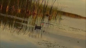 Как стрелять уток в лет