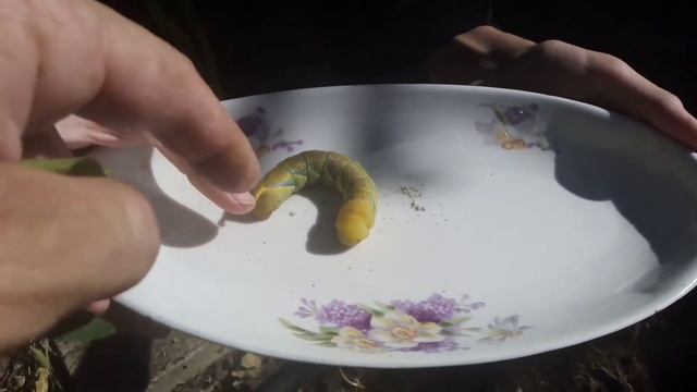 Мотылёк бражник на даче. смотреть онлайн