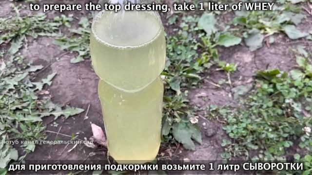 Я в Шоке! За ночь Огурцов нарастает немерено! Даже хилые оживают и обильно плодоносят! смотреть онлайн