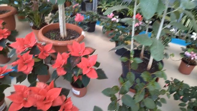 Прогулка по цветочному магазину в Орле смотреть онлайн