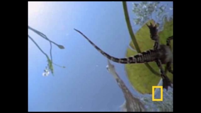 Большая голубая цапля смотреть онлайн