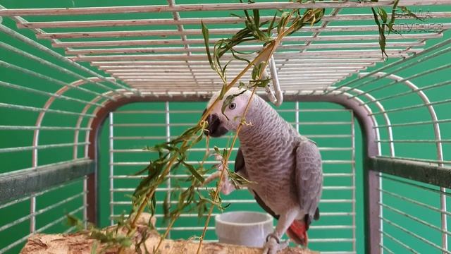 Попугай жако знакомится с зелеными ветками смотреть онлайн