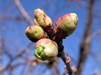 Вторая весенняя обработка сада по «зелёному конусу».