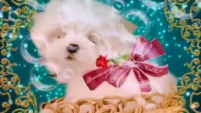 Милое видео. смотреть онлайн