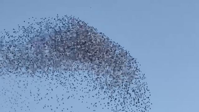 Прогулка по Москве.Чудесное представление птиц. 25 августа 2023 год. Сегодня. смотреть онлайн