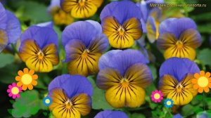 Виола рогатая Сорбет икс пи Морфо. Краткий обзор, описание viola cornuta sorbet xp morfo