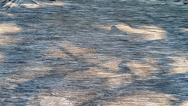 что можно посадить в августе смотреть онлайн