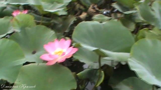 Цветущий лотос в Лабинском пруду. Удивительное рядом. Июль 2019. гор Лабинск. Кубань. Красивое мест смотреть онлайн