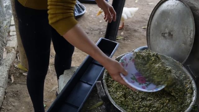 Raising Wild Chickens and Harvest Water Spinach. Life in The mountain Forest Beyond Civilization смотреть онлайн