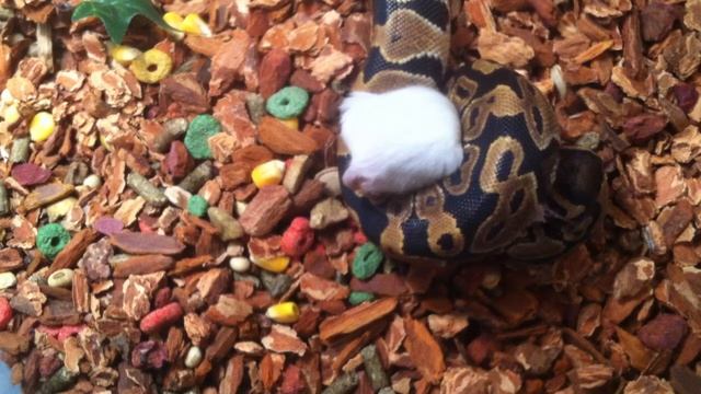 my ball python camo eating a mouse # 2 1-17-13 смотреть онлайн
