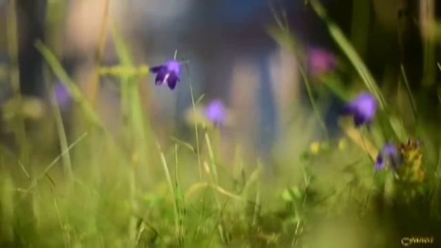 ВК СВЯТО Милая моя г.Харьков смотреть онлайн