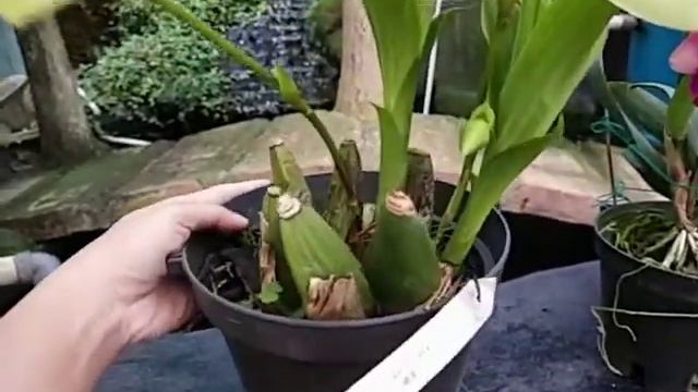 Lycaste Green Apple