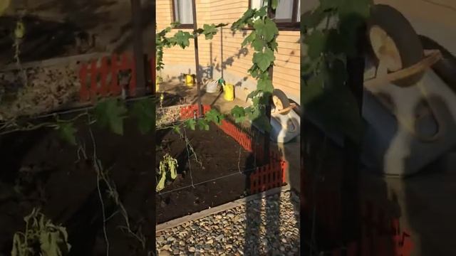 Выращивание люфы смотреть онлайн