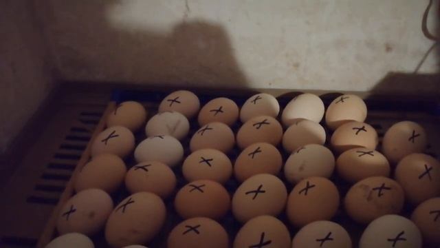 Овоскопирование # 11 день инкубации. смотреть онлайн