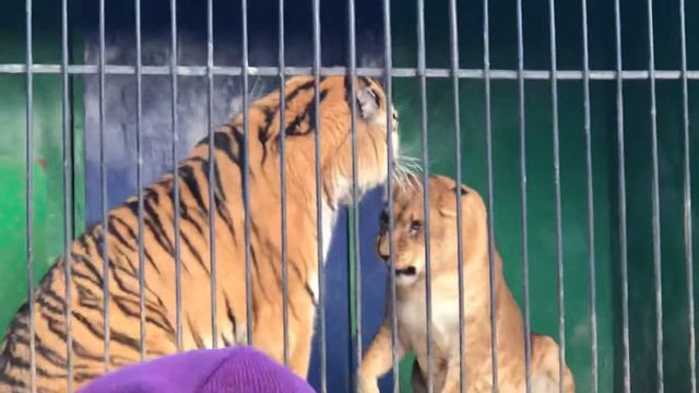 Зоопарк в Дербенте. смотреть онлайн