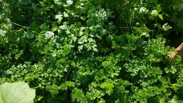 ОБИЛЬНЫЙ УРОЖАЙ ПЕТРУШКИ в 2021? Огород Татьяны Башмаковой смотреть онлайн