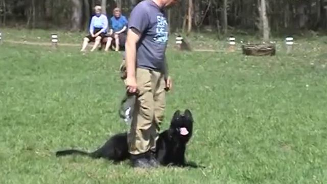 Дрессировка собак, общий курс дрессировки, ОКД собак (2) смотреть онлайн