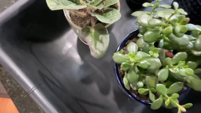 Thanksgiving Cactus OR Christmas Cactus?!? смотреть онлайн