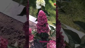 Цветение метельчатой гортензии Raspberry Pink