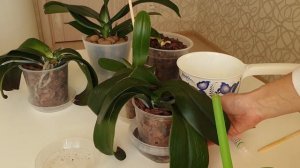 НВ-101 для орхидей || Стимулирующий раствор для деток орхидей, реанимашек и пересаженных  орхидей