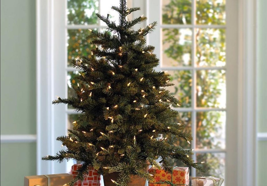 Новогодняя елка в горшке: как ухаживать за зеленой красавицей, чтобы сохранить ее после праздников? смотреть онлайн