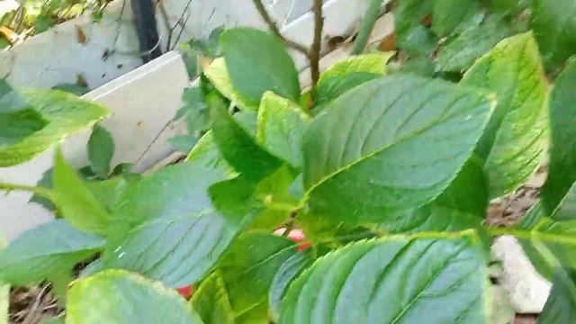 22 июля 2023 г. Уставшая клубника и бражка из алычи... смотреть онлайн