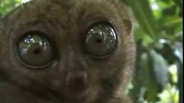 Смешное редкое животное!!!!!!