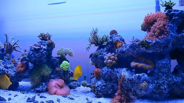 Sierra Reef 2 смотреть онлайн