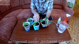 Подкормка рассады перца перекисью.Супер средство для рассады.Подкормка рассады в домашних условиях