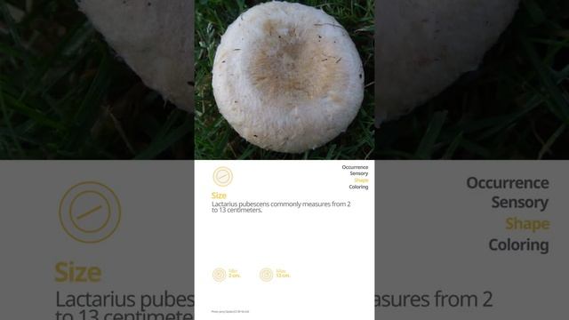 Bearded milkcap (Lactarius pubescens) | Shape | Practical Short Profile | Shroomers смотреть онлайн