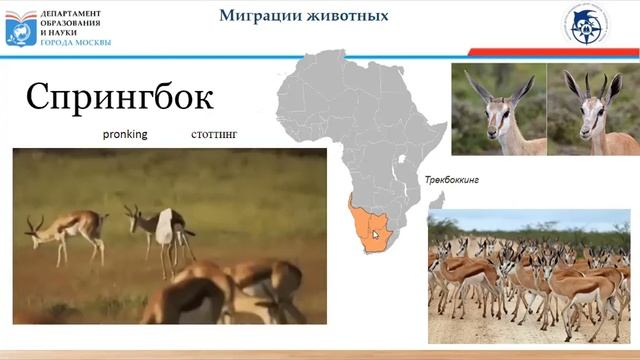 Миграции животных смотреть онлайн
