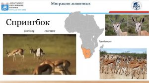 Миграции животных