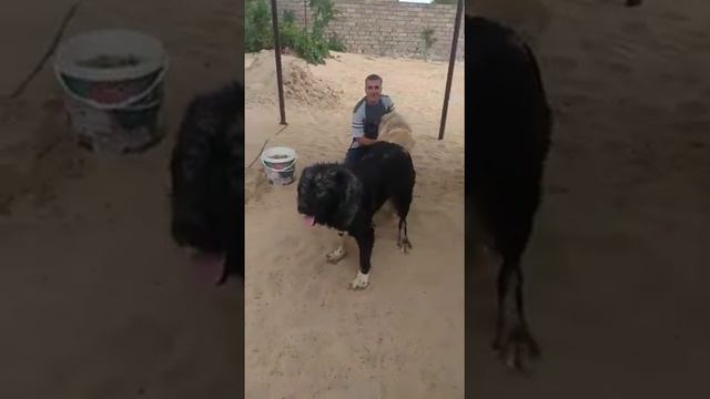 Кавказская овчарка вязка смотреть онлайн