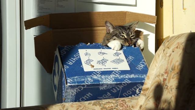 Кузякин и Почта России)) смотреть онлайн