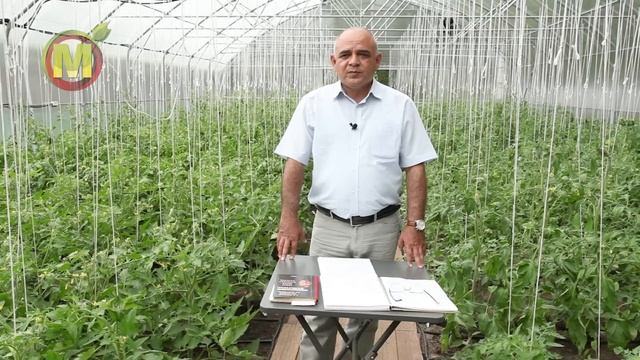 ? Уход за Томатами ЛЕТОМ. Цветение Томатов. смотреть онлайн